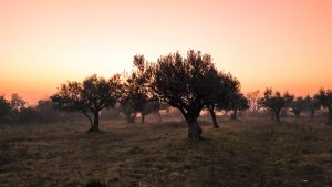 Summer holiday activities old olive plantation